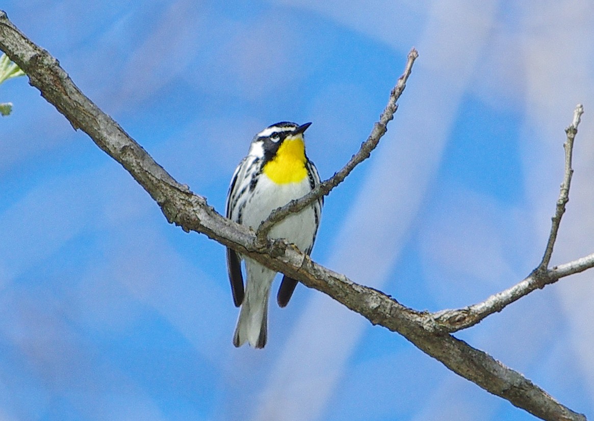 Yellow-throated Warbler - ML559580961