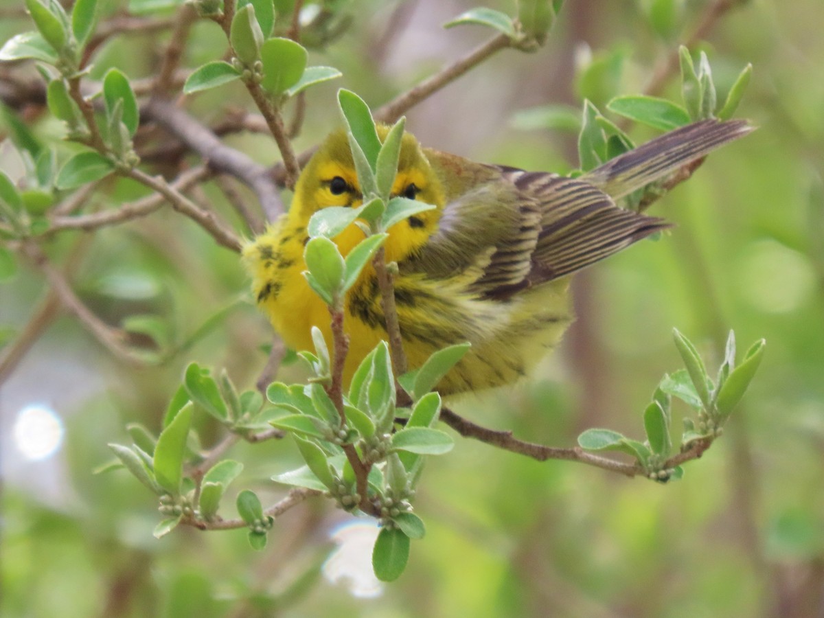 Prairie Warbler - dave chase