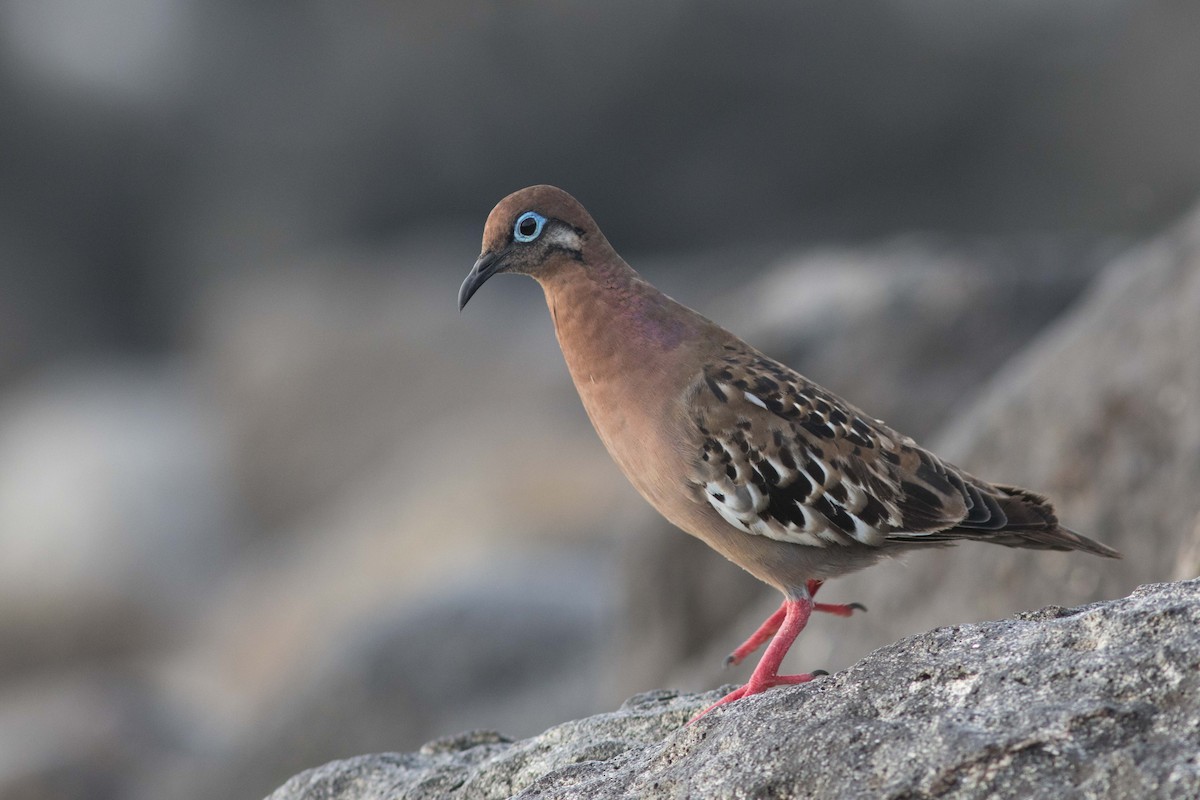 Galapagos Dove - ML559581201