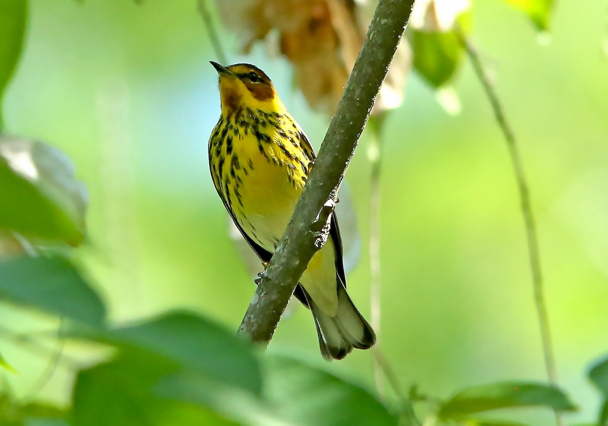 Cape May Warbler - ML559581941
