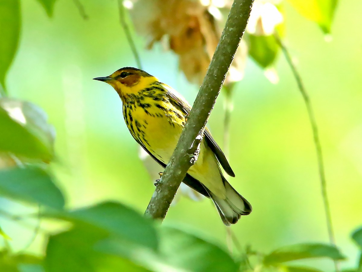 Cape May Warbler - ML559582131
