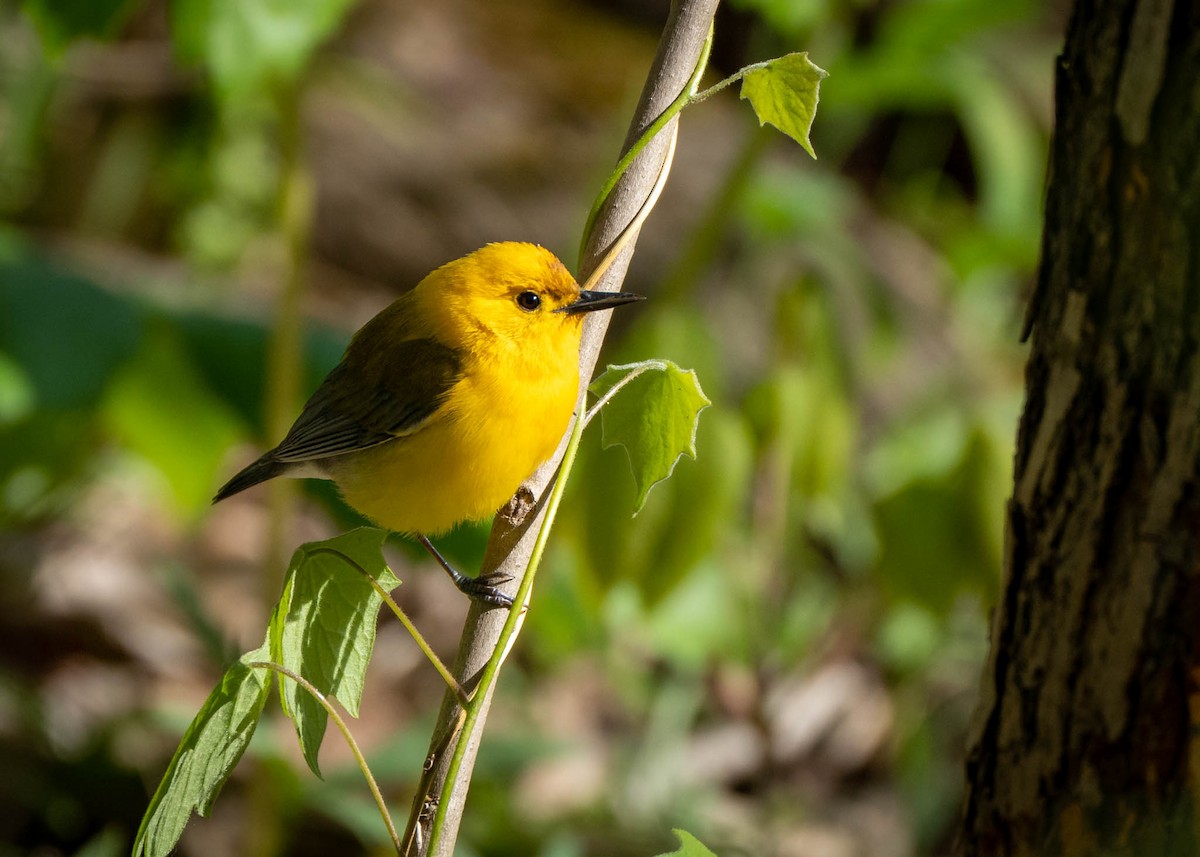 Prothonotary Warbler - ML559582441