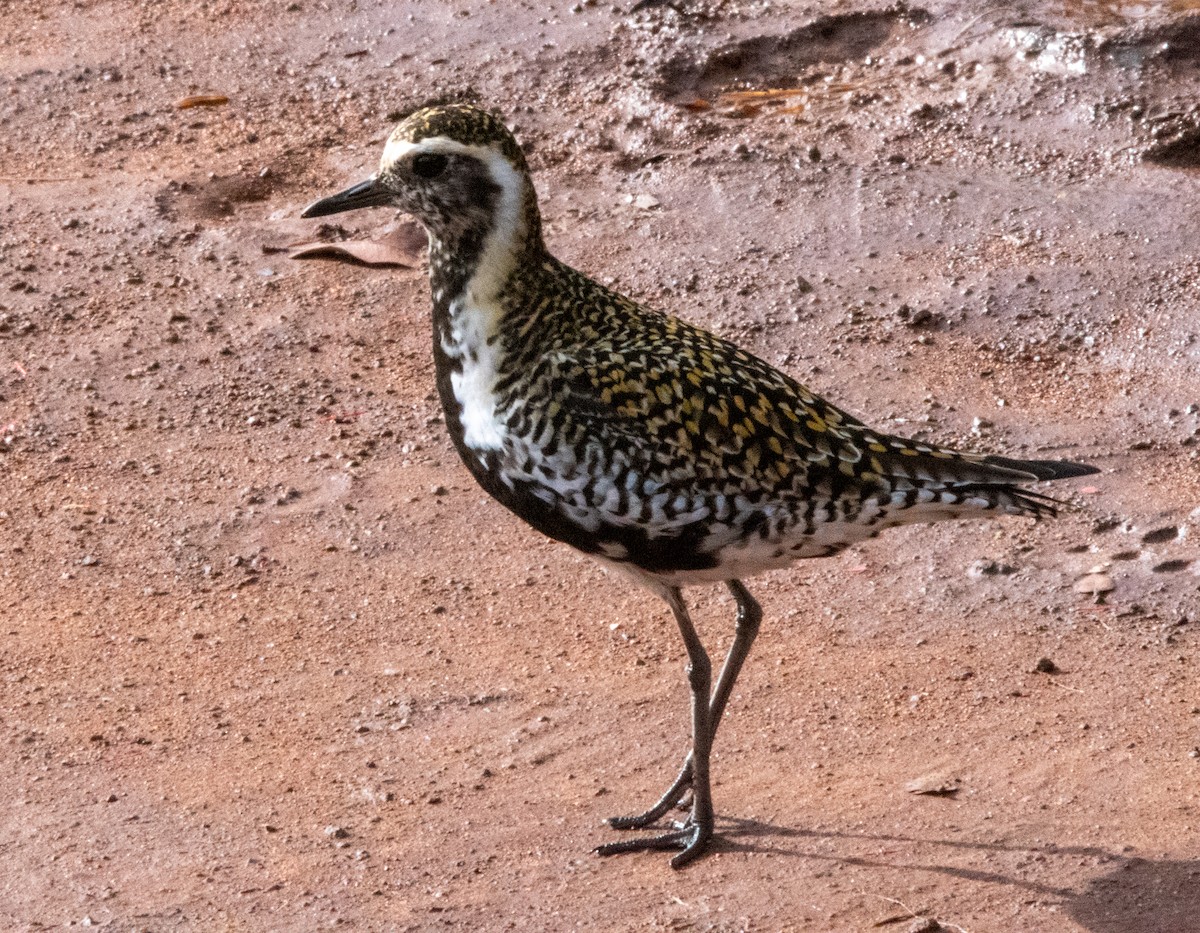 Pacific Golden-Plover - ML559582471