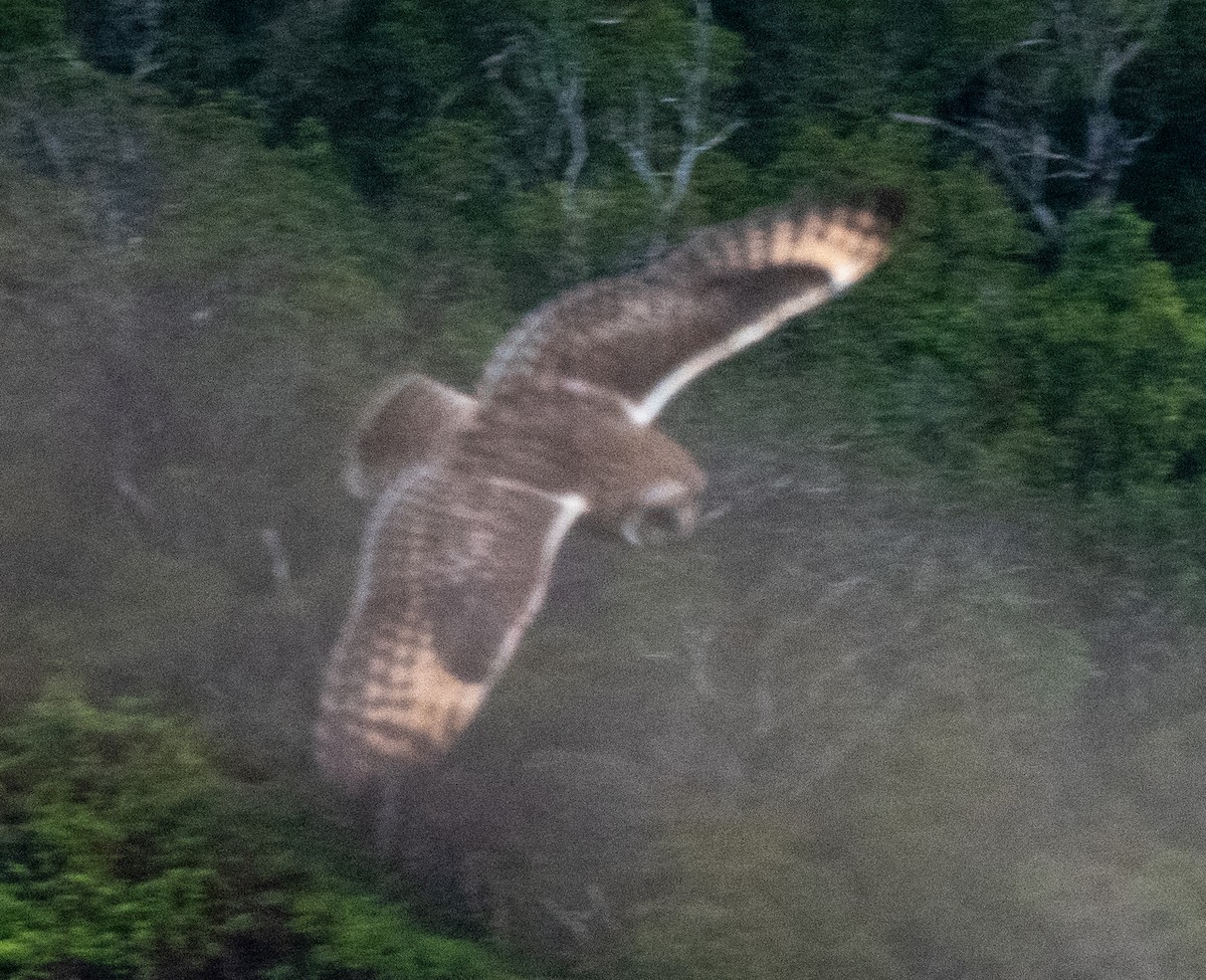 Short-eared Owl (Hawaiian) - ML559582561
