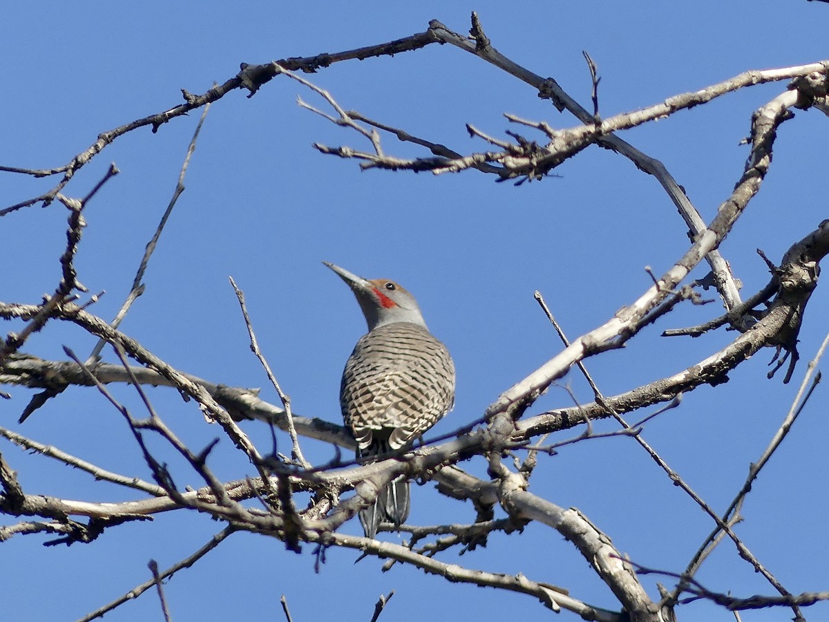 Northern Flicker - ML559583571