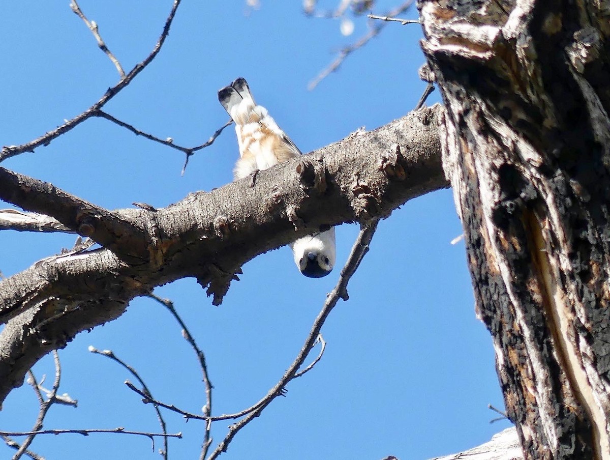 White-breasted Nuthatch - ML559583791