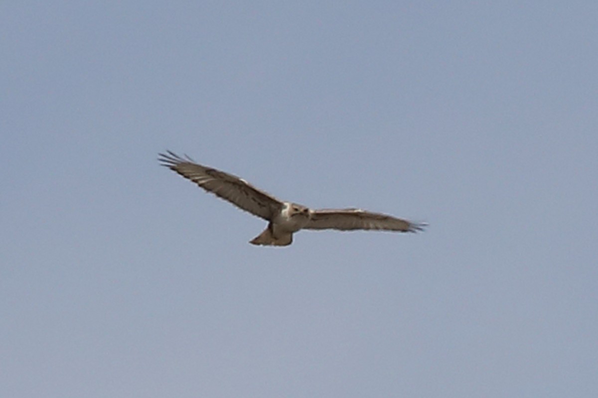 Ferruginous Hawk - ML559584151