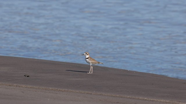 クロオビチドリ - ML559584191