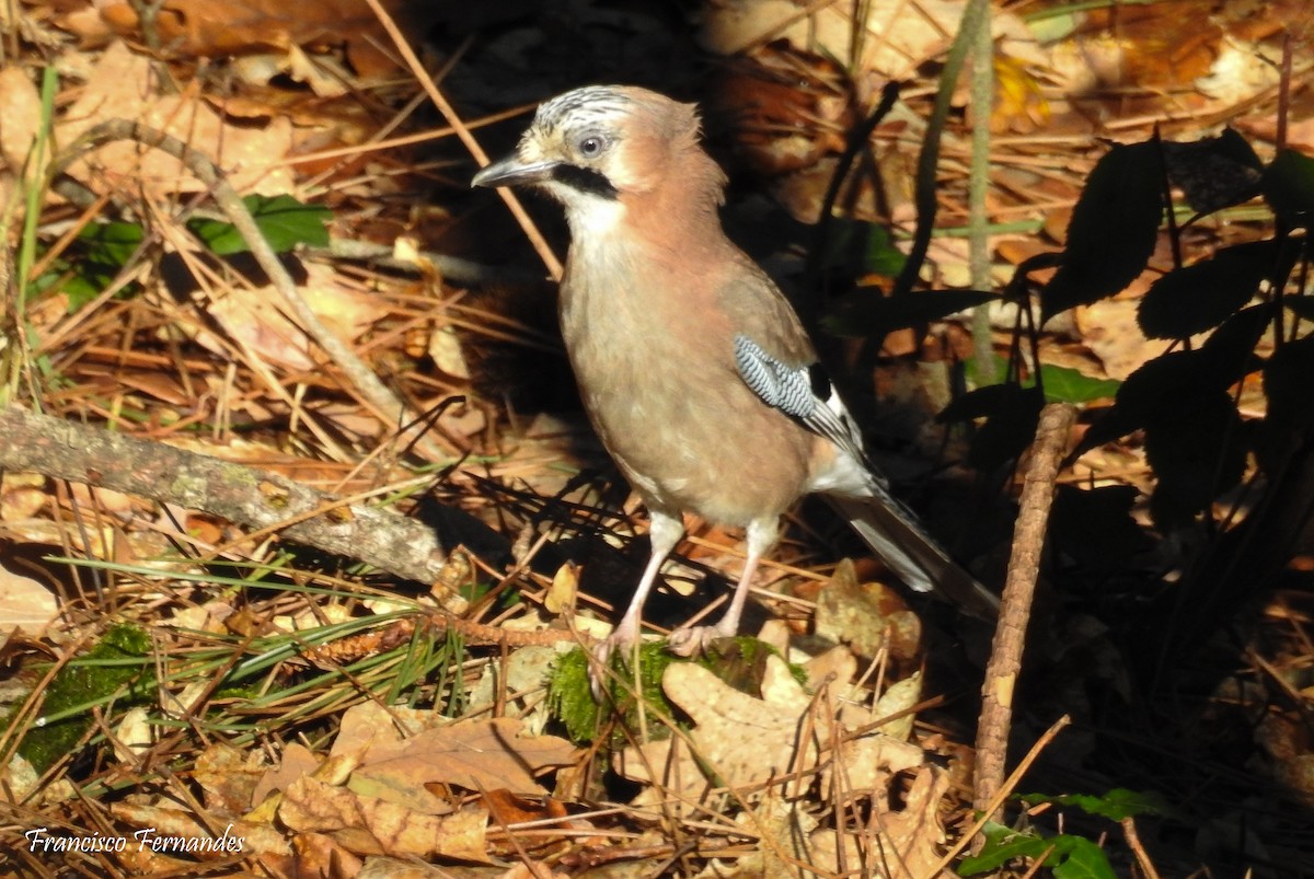 Eurasian Jay - Francisco Fernandes