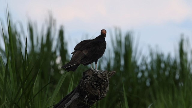 Lesser Yellow-headed Vulture - ML559584881