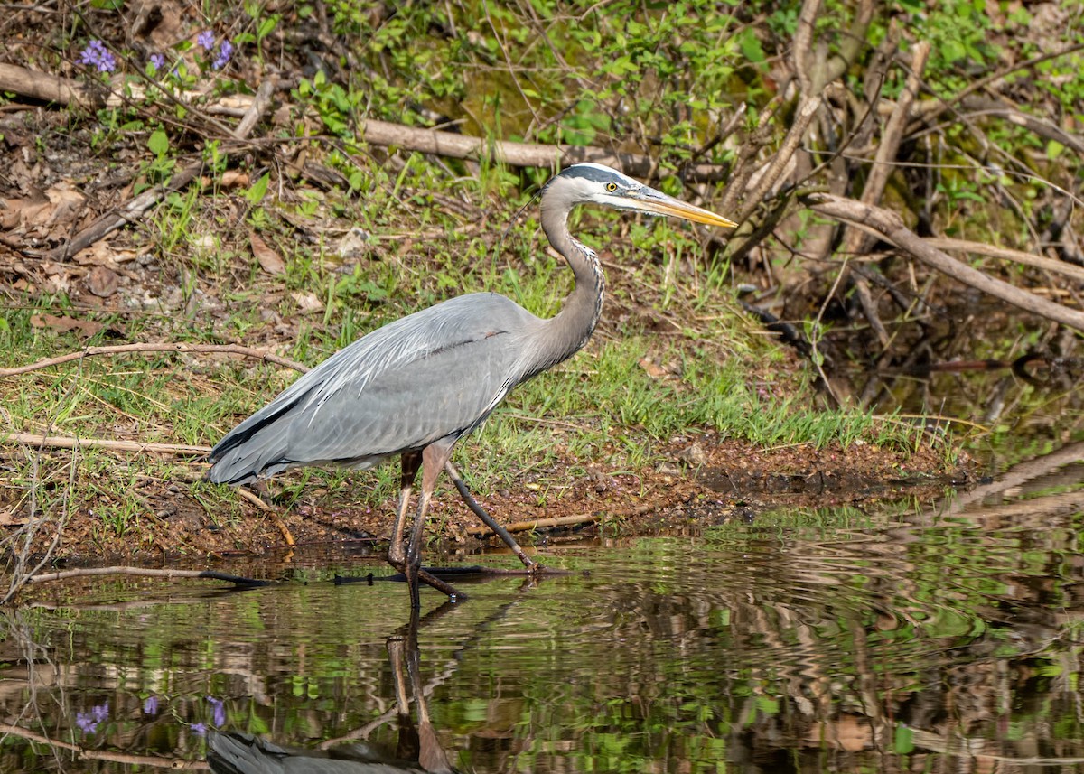 Great Blue Heron - ML559585221