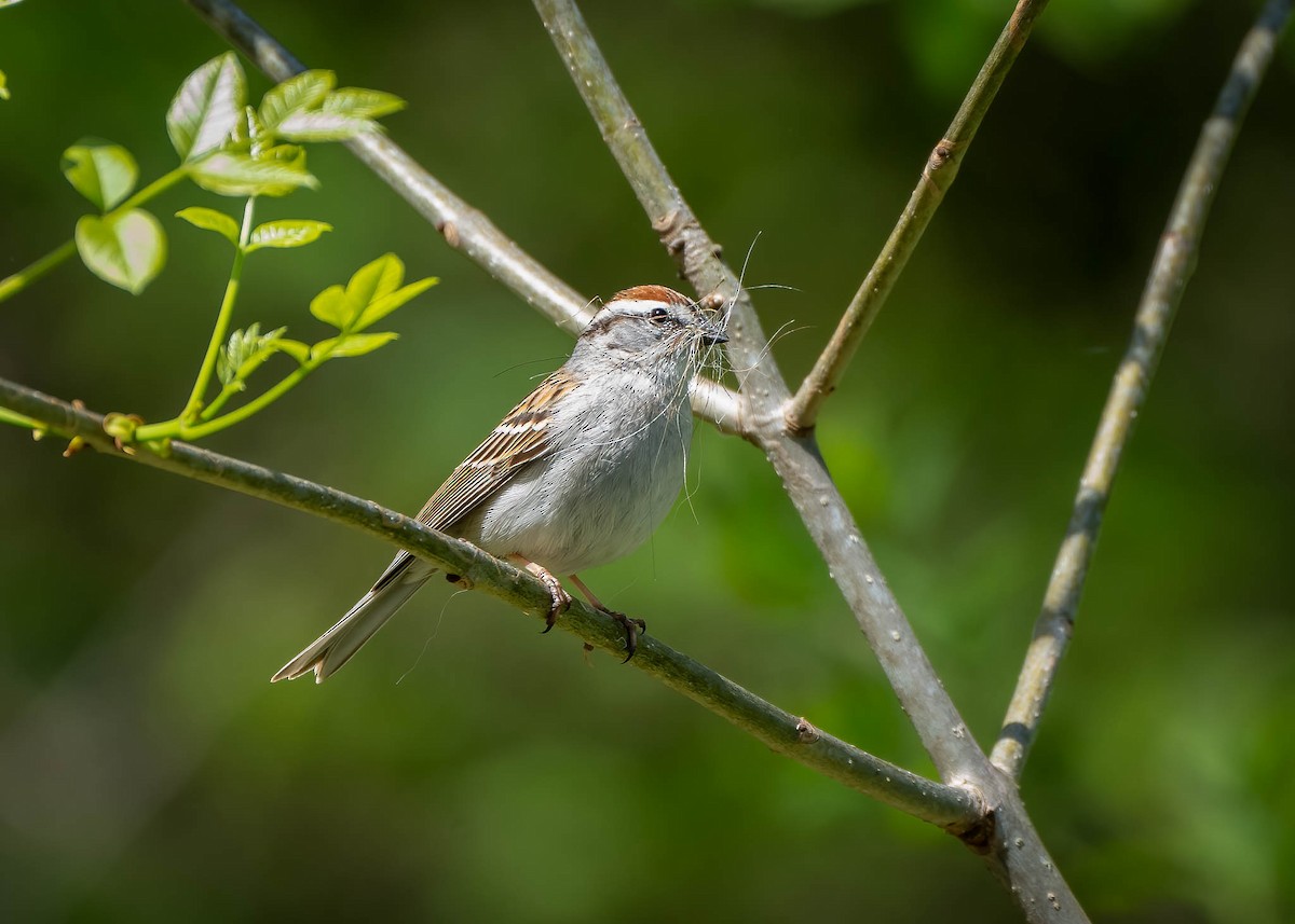 Chipping Sparrow - ML559585471