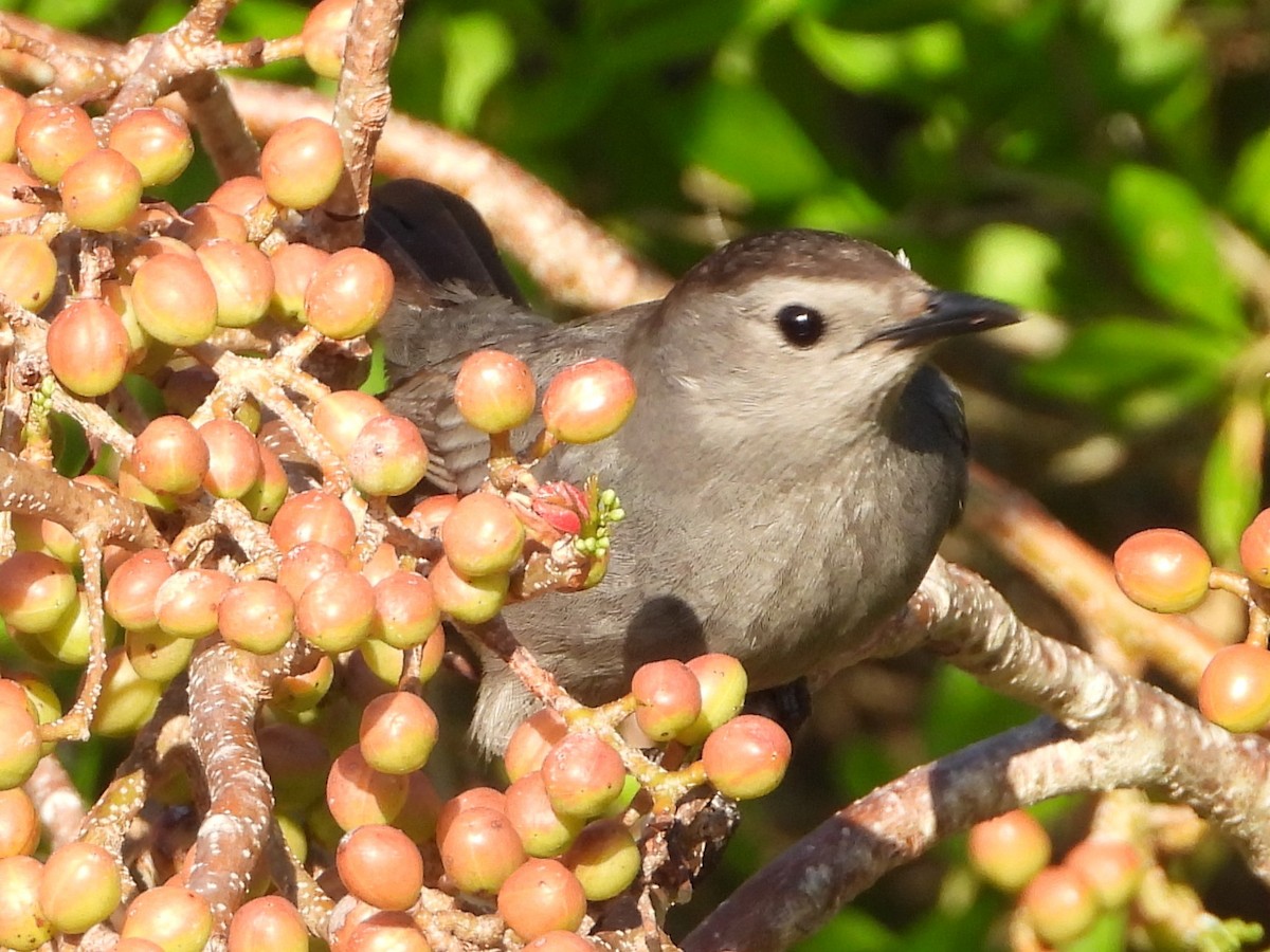 kattespottefugl - ML559586331