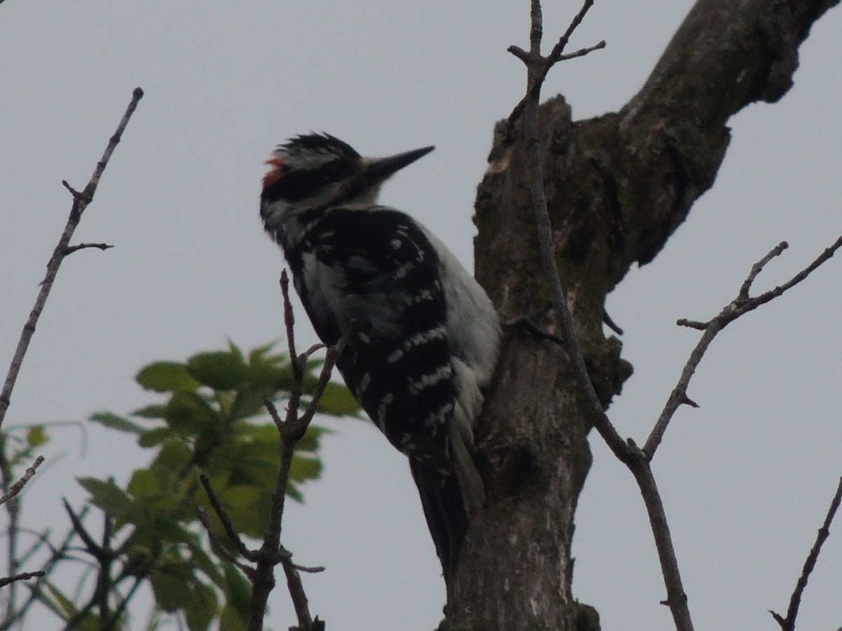 Hairy Woodpecker - ML55958731