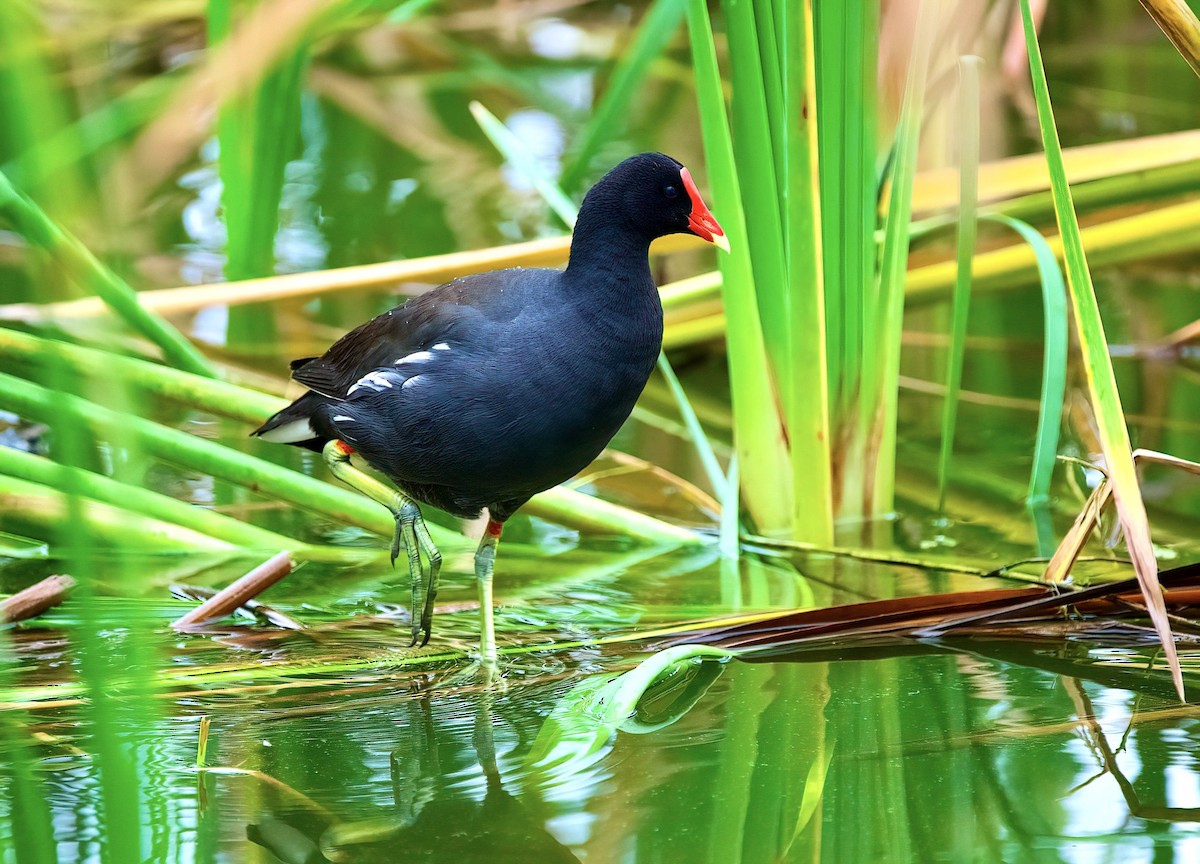 Gallinule d'Amérique - ML559587441