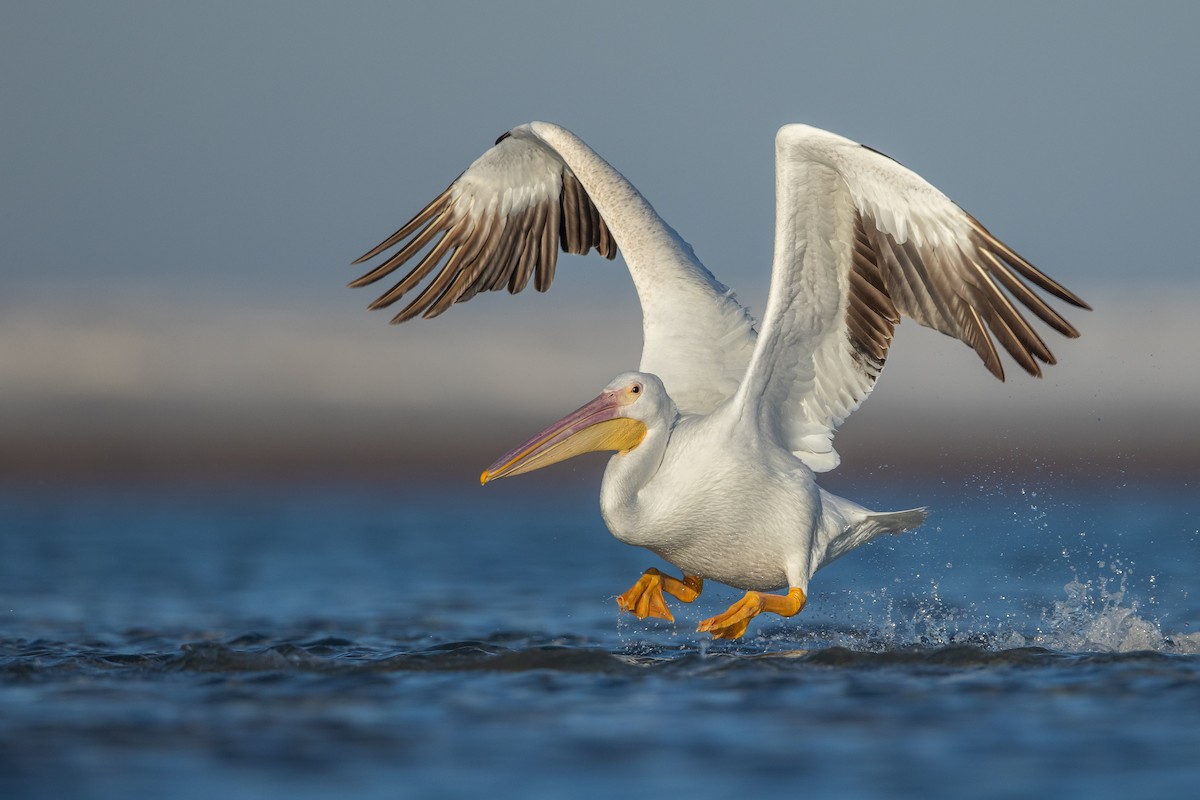 American White Pelican - ML559588161