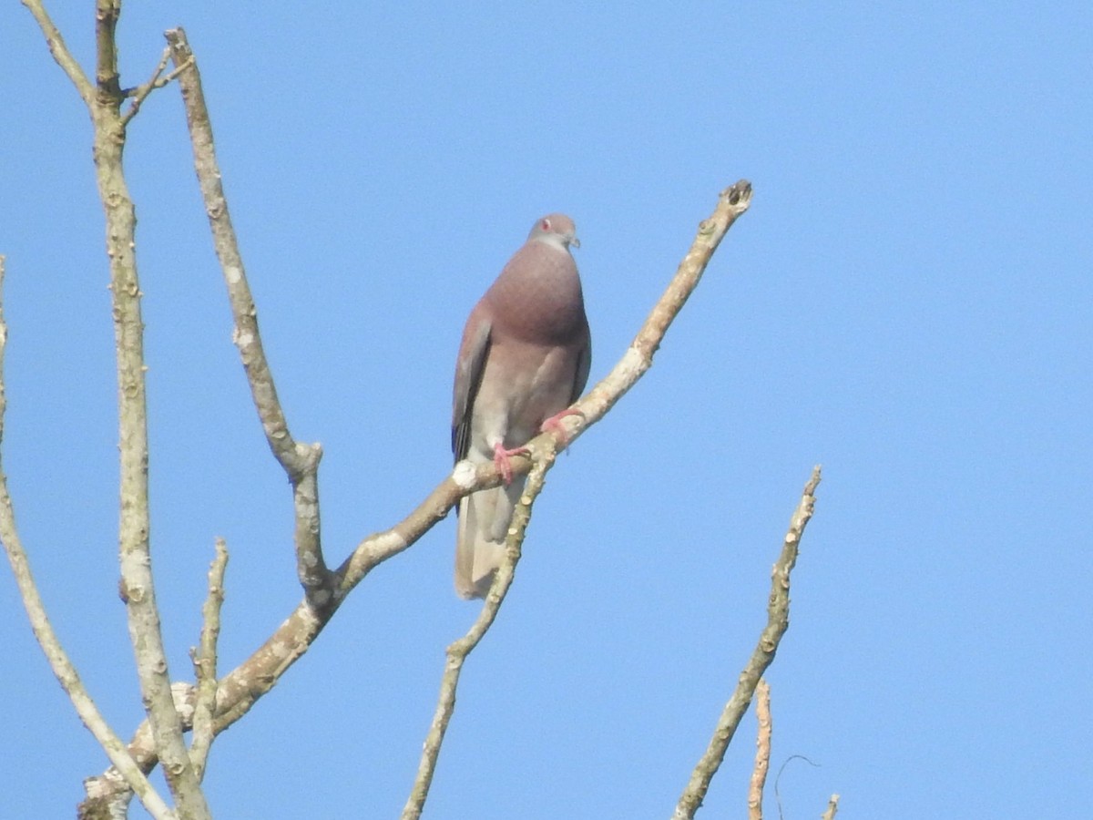 holub neotropický - ML559588431