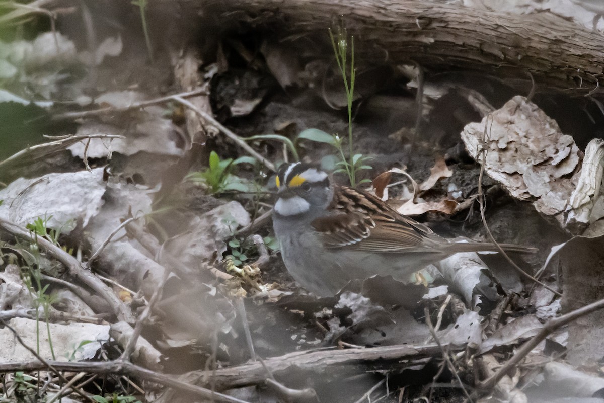 White-throated Sparrow - Patrick Robinson