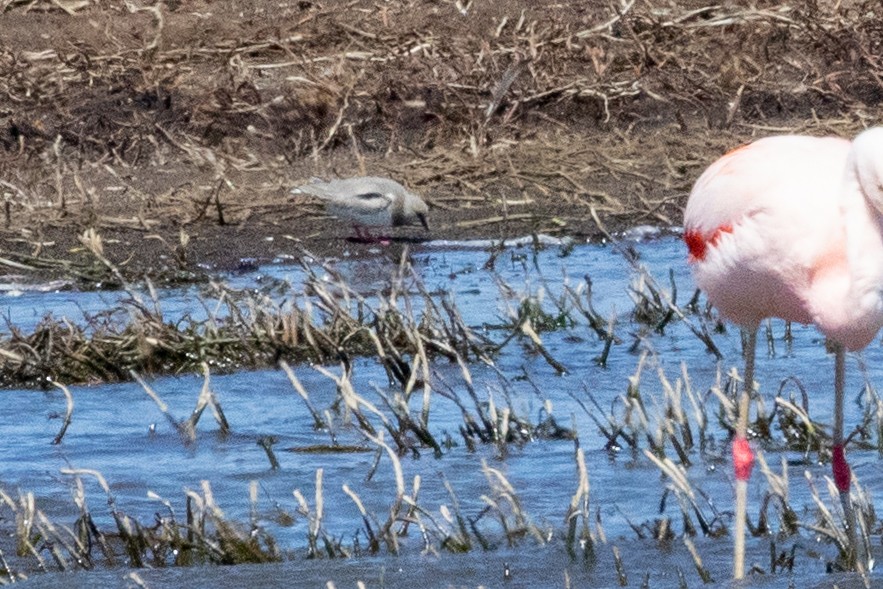 Magellanic Plover - ML559590381