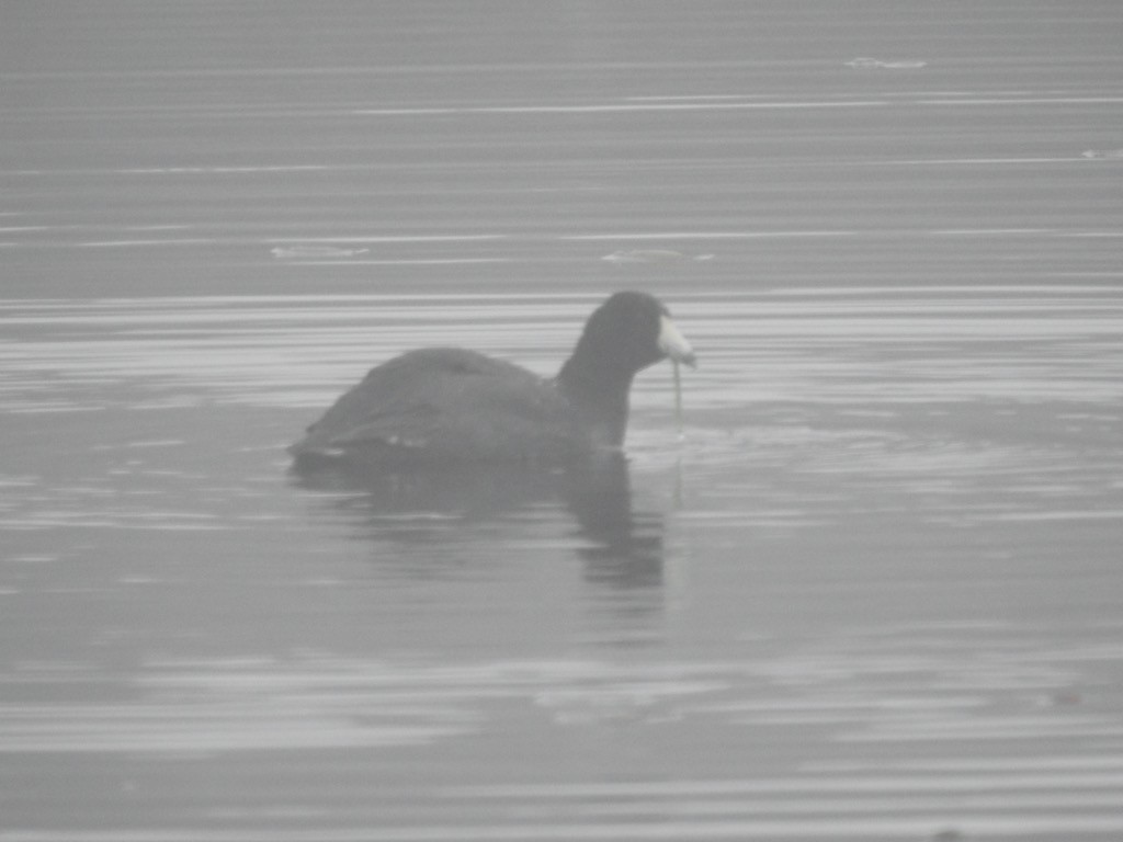 American Coot - Mary  McMahon