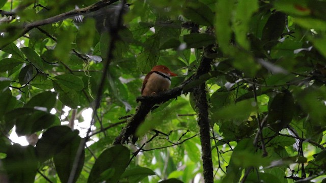 Collared Puffbird - ML559591231