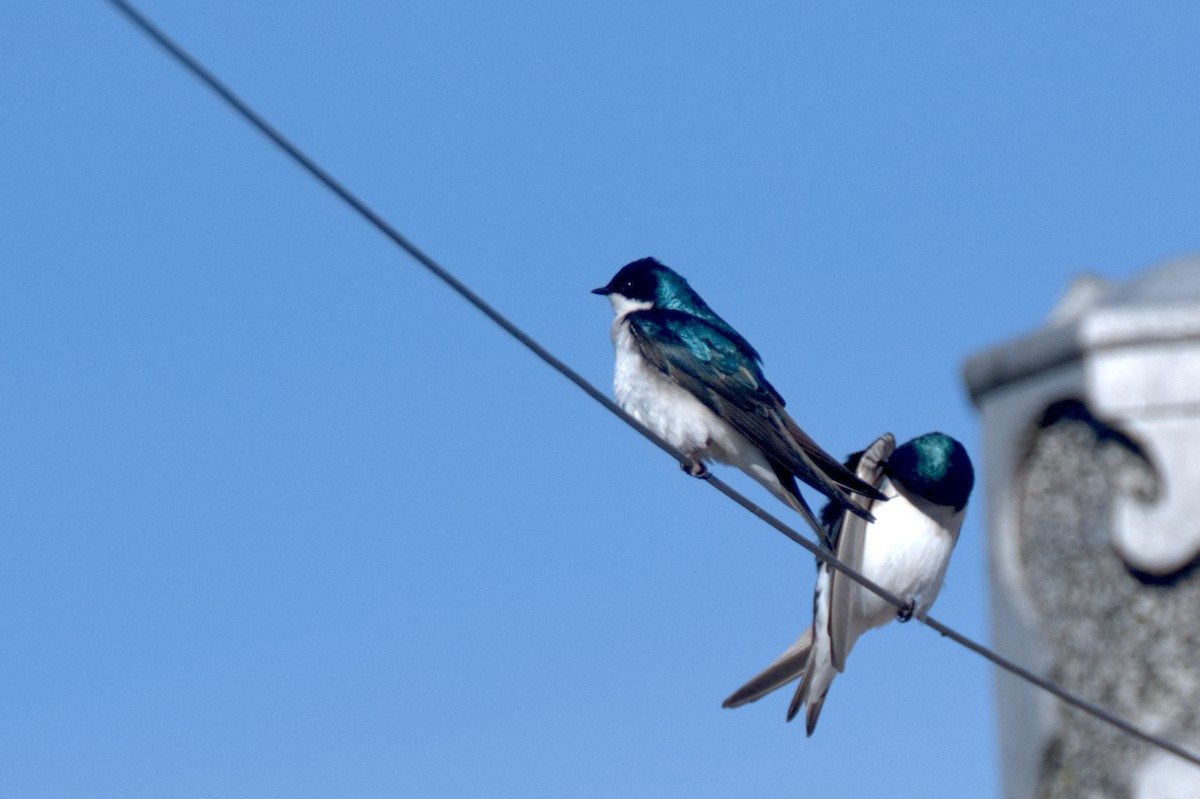 Tree Swallow - ML559591511