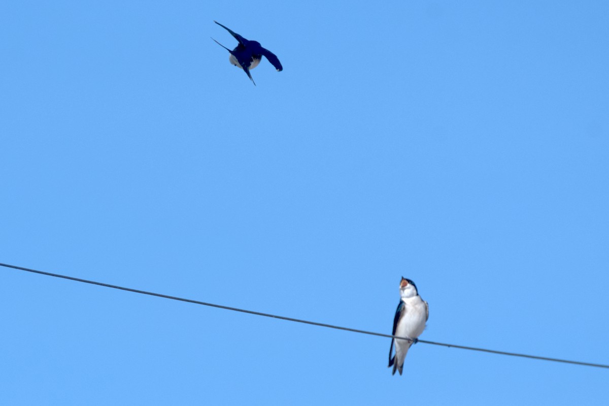 Tree Swallow - ML559591571