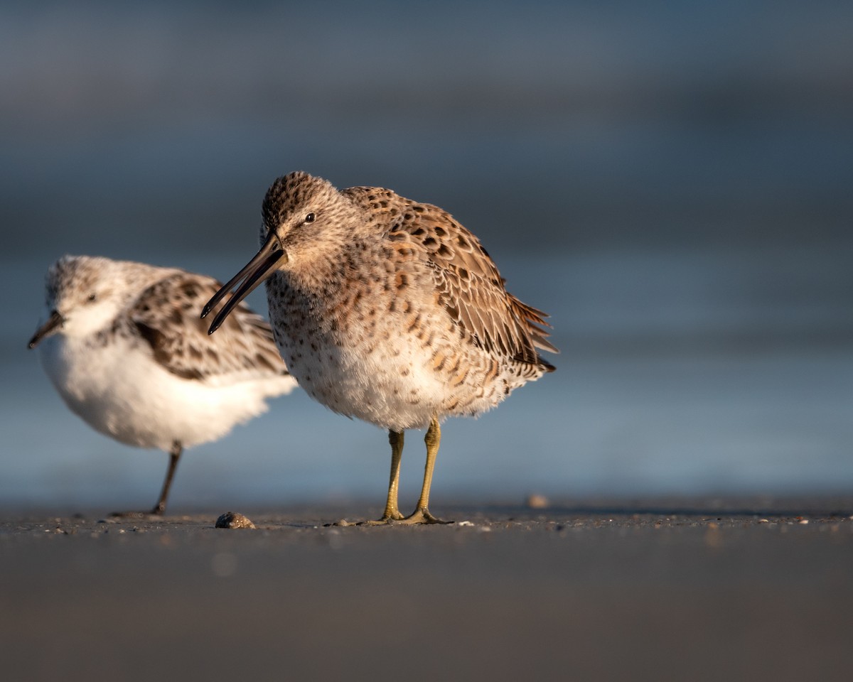 Short-billed Dowitcher - Henrey Deese