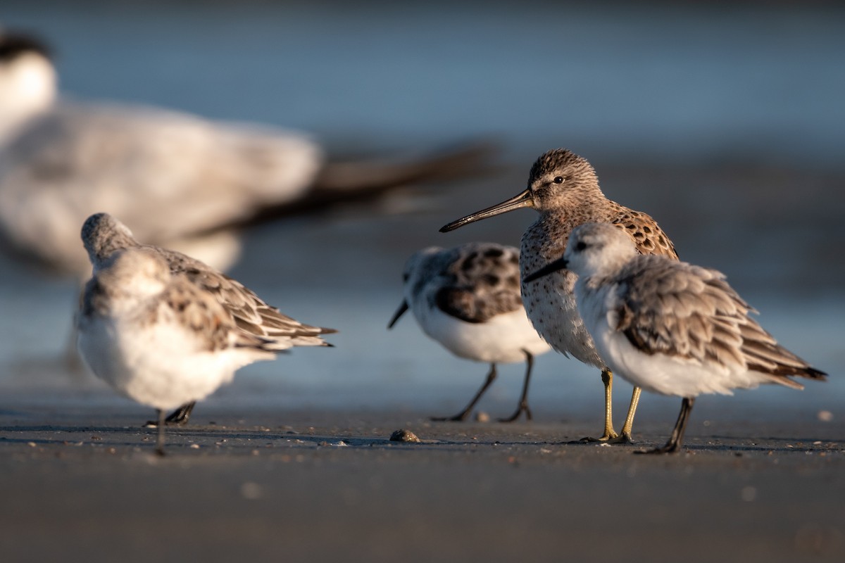 Short-billed Dowitcher - Henrey Deese