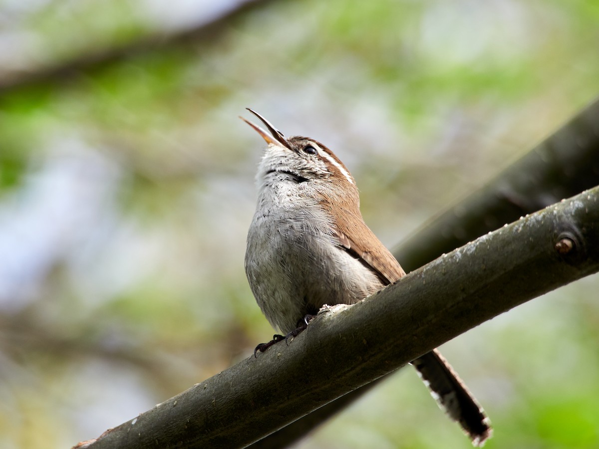 Bewick's Wren - ML559593141