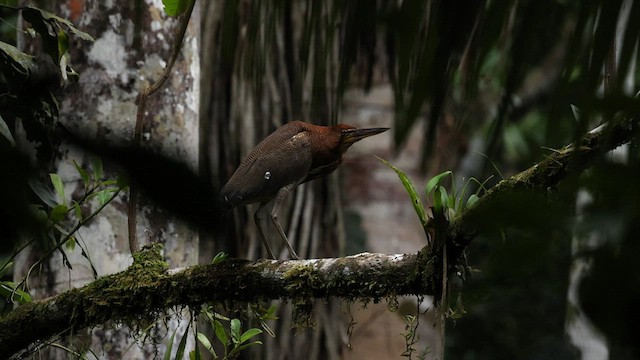 Rufescent Tiger-Heron - ML559593521