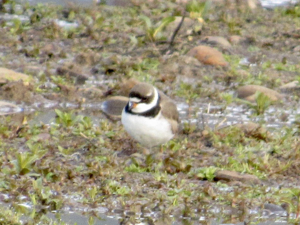 Semipalmated Plover - ML559594161