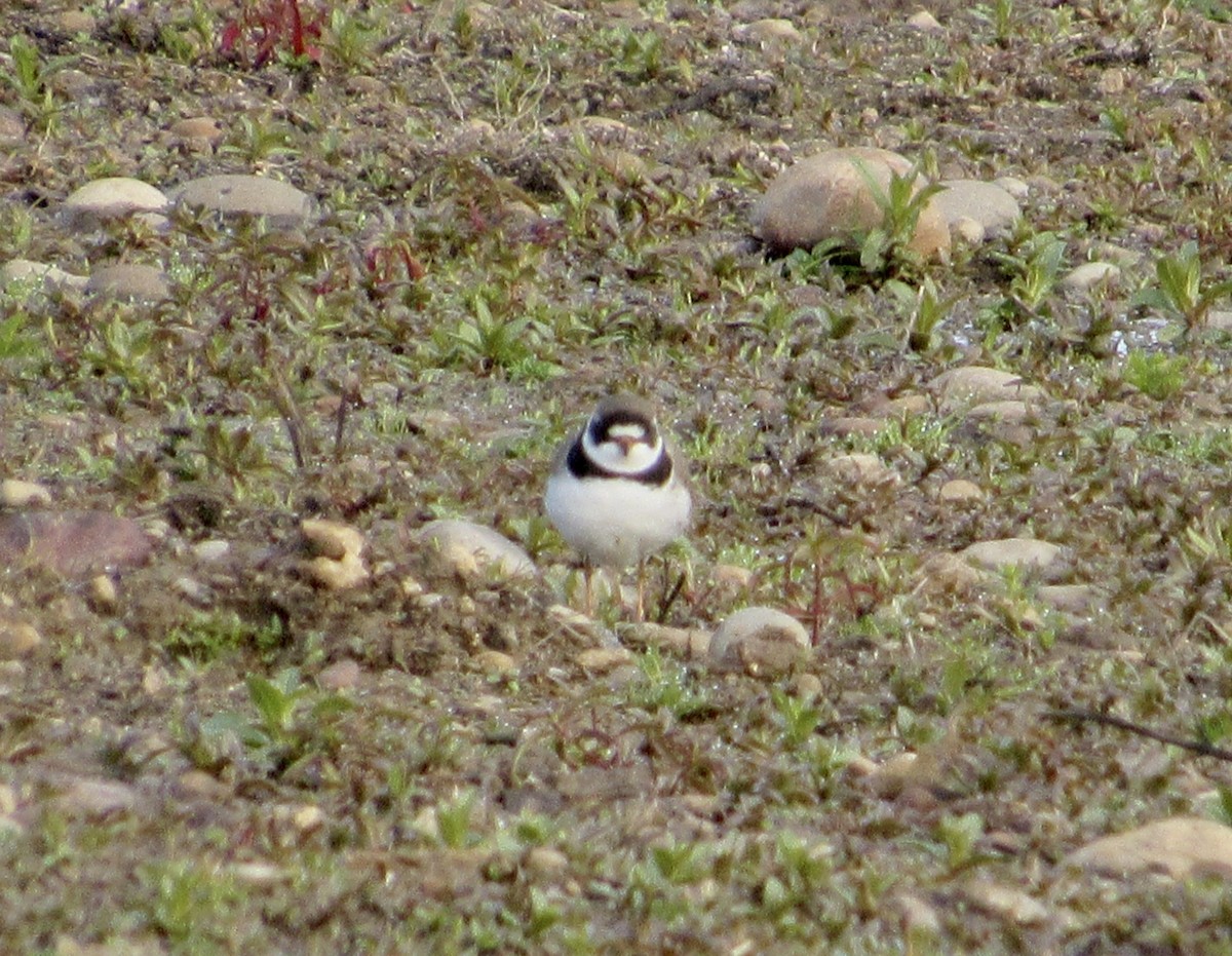 Semipalmated Plover - ML559594181