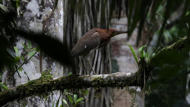 Rufescent Tiger-Heron - ML559594221