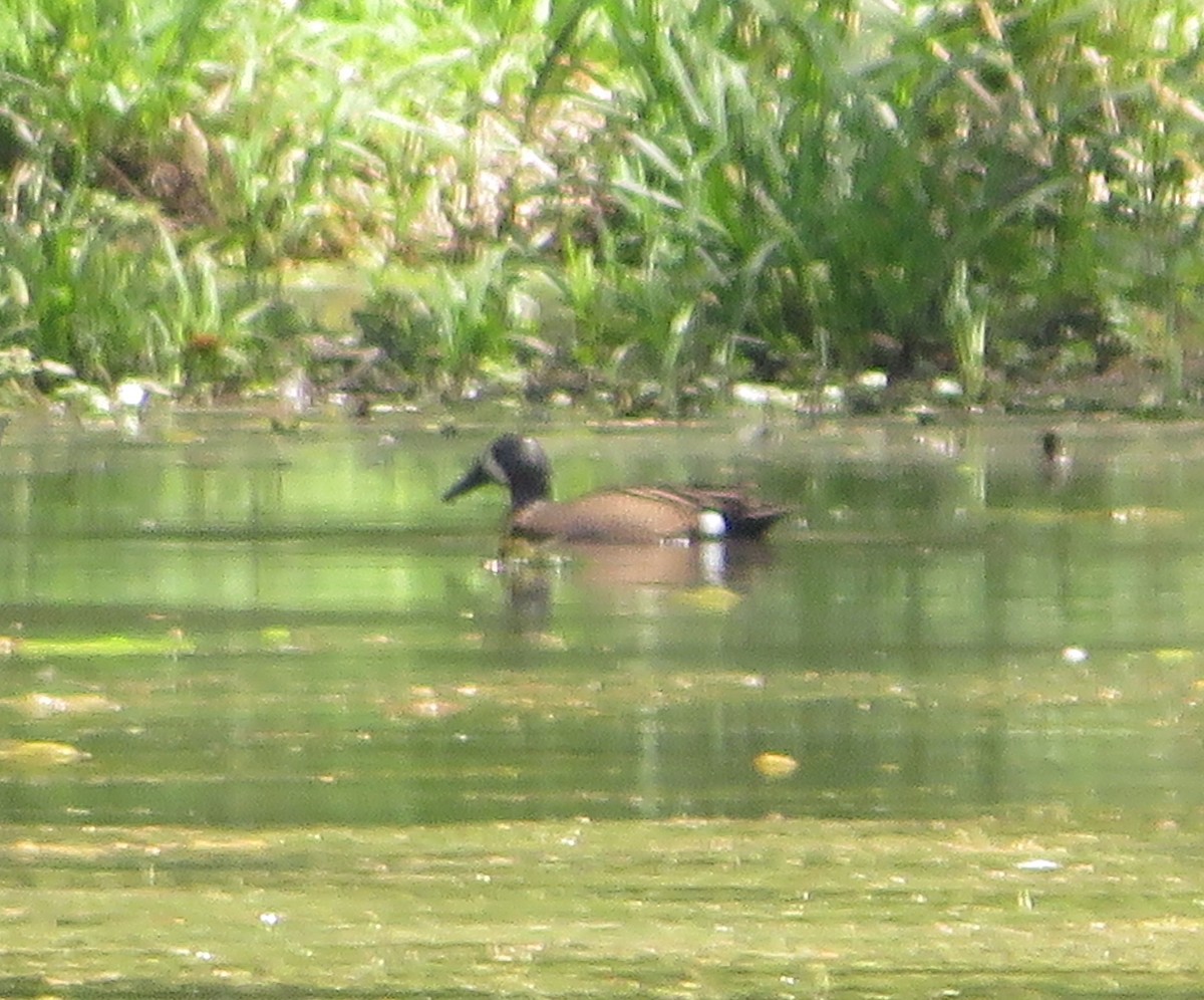 Blue-winged Teal - ML559594701