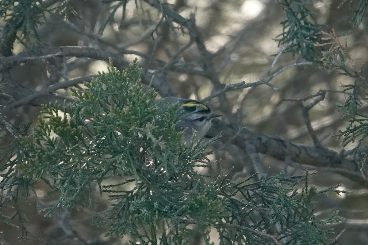 Golden-crowned Kinglet - ML559595291