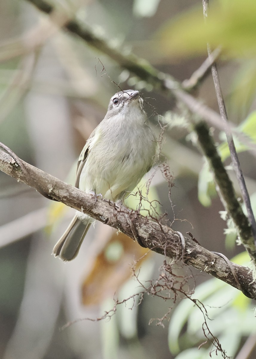 Spectacled Tyrannulet - ML559596101