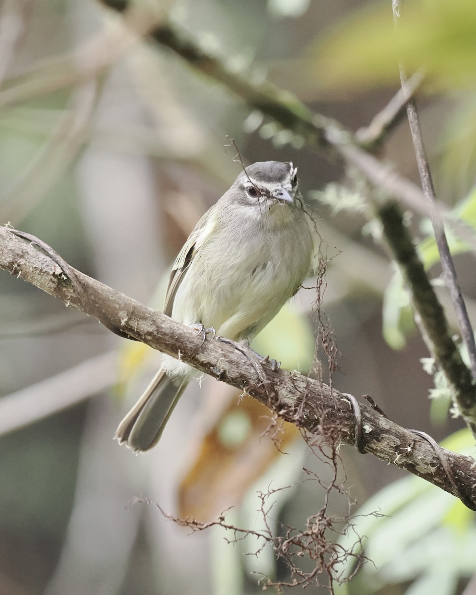 Spectacled Tyrannulet - ML559596111