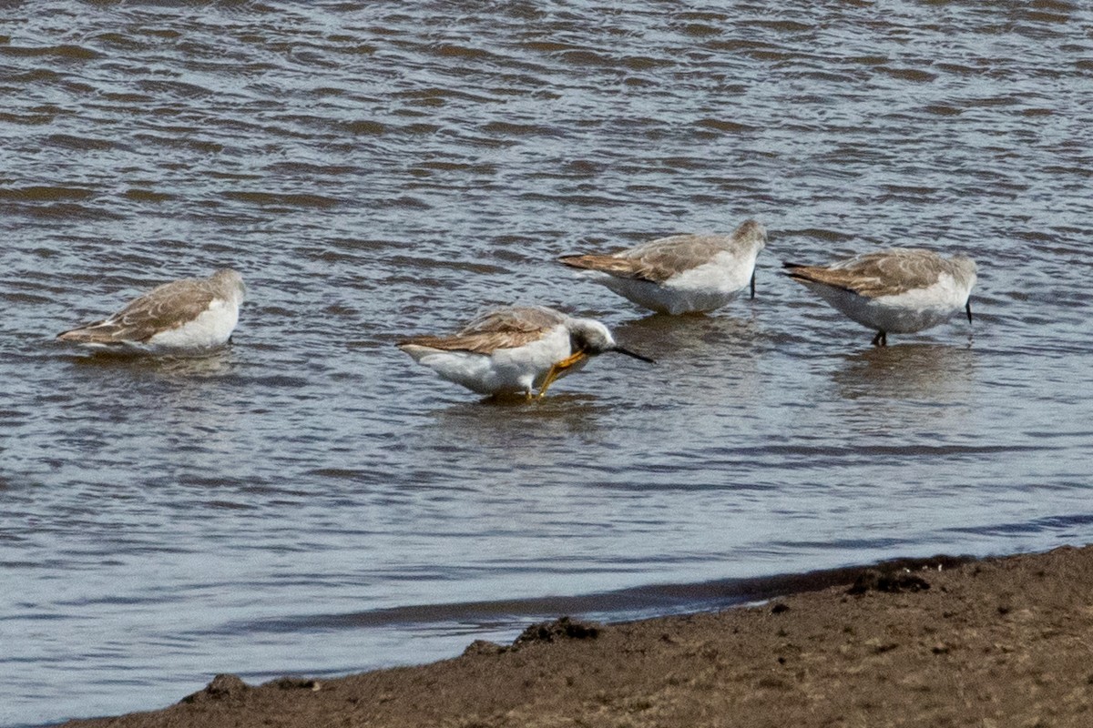 Wilson's Phalarope - Sue Wright