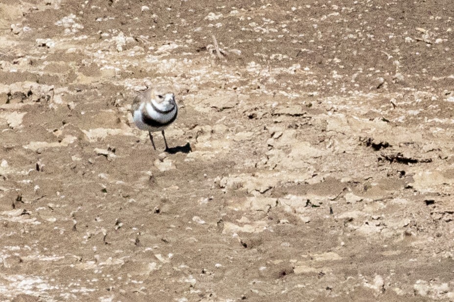 Two-banded Plover - ML559597331