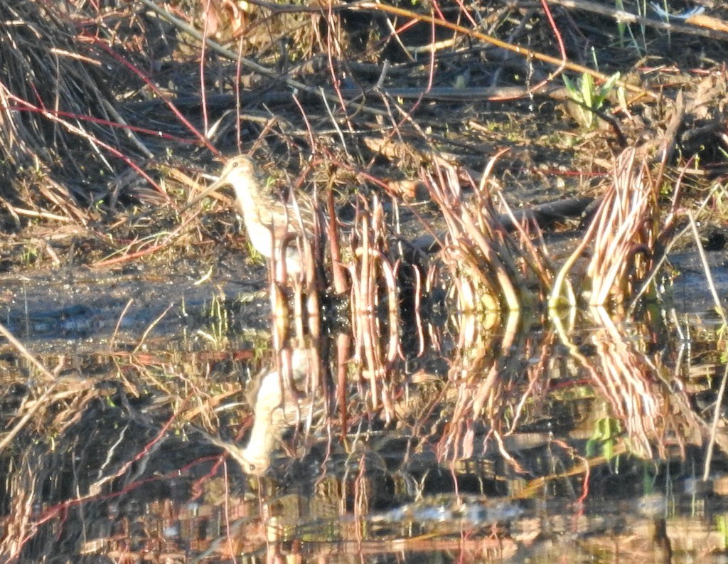 Wilson's Snipe - ML559597621