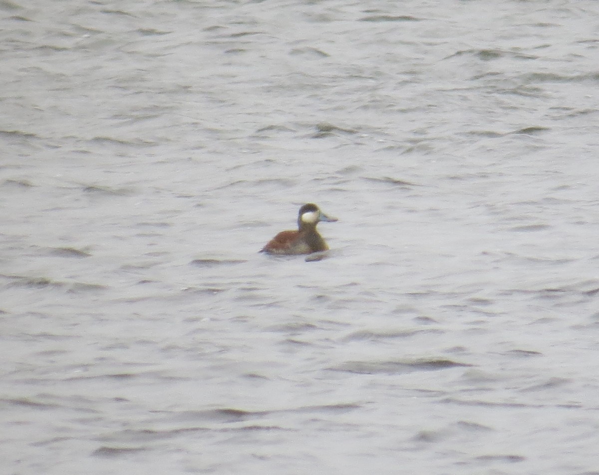 Ruddy Duck - Ethan Maynard