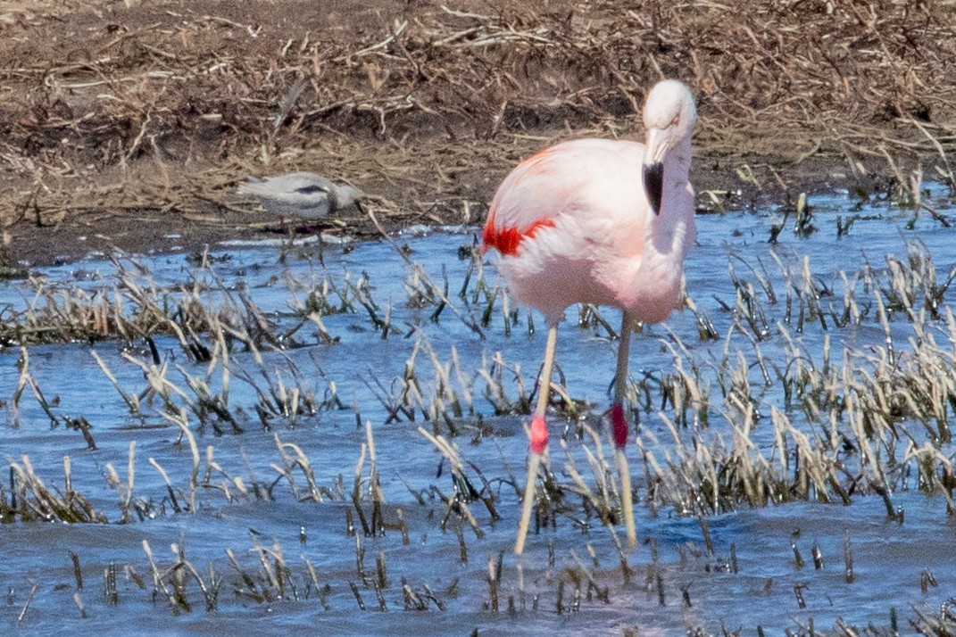 Chilean Flamingo - Sue Wright