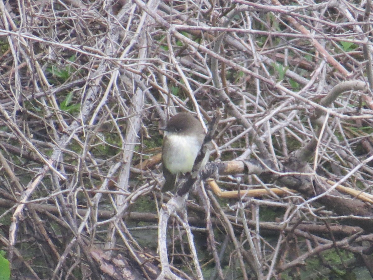 Eastern Phoebe - ML559598701