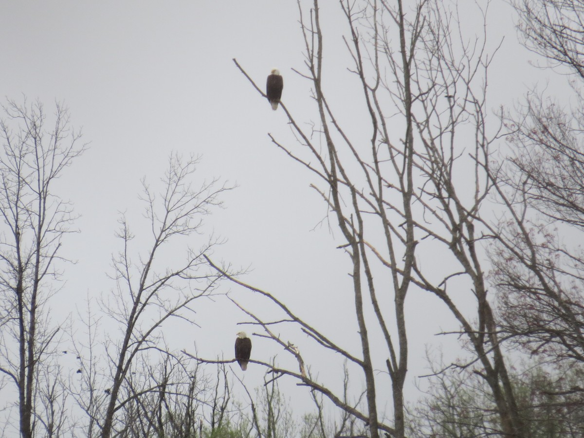 Bald Eagle - ML559598931