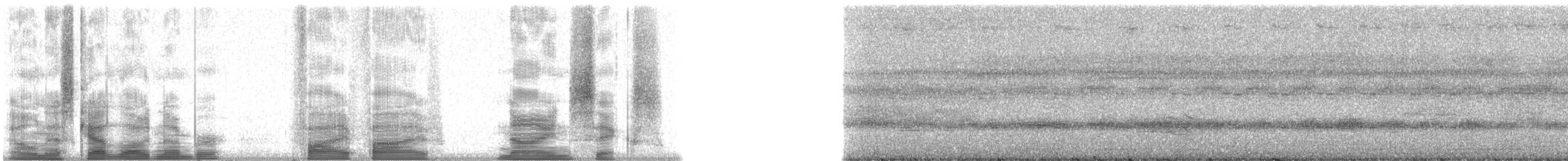 Carpophage de Micronésie - ML5596