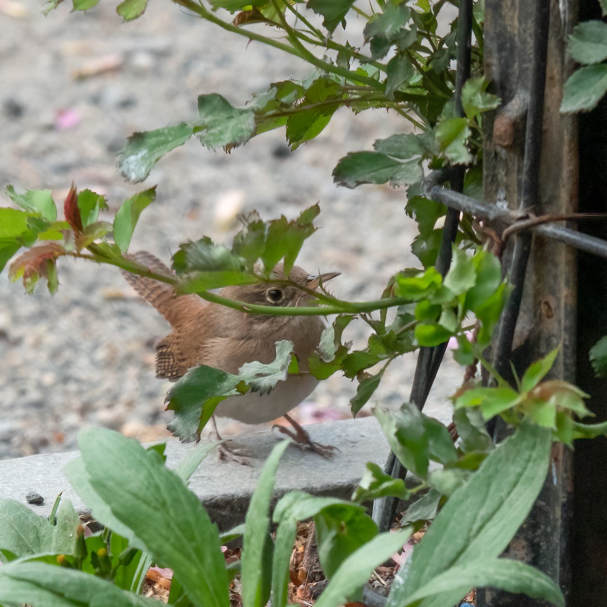 House Wren - ML559600841