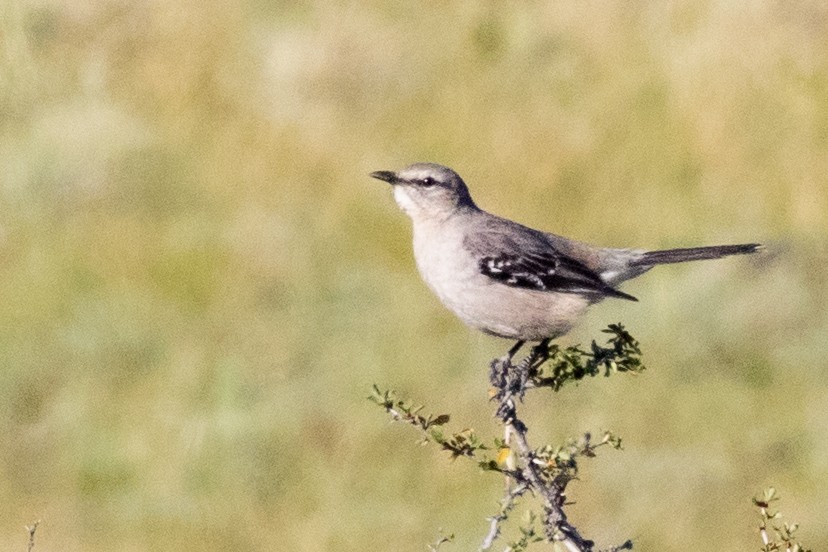 Patagonian Mockingbird - Sue Wright