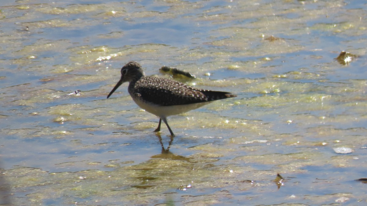 Solitary Sandpiper - ML559601711