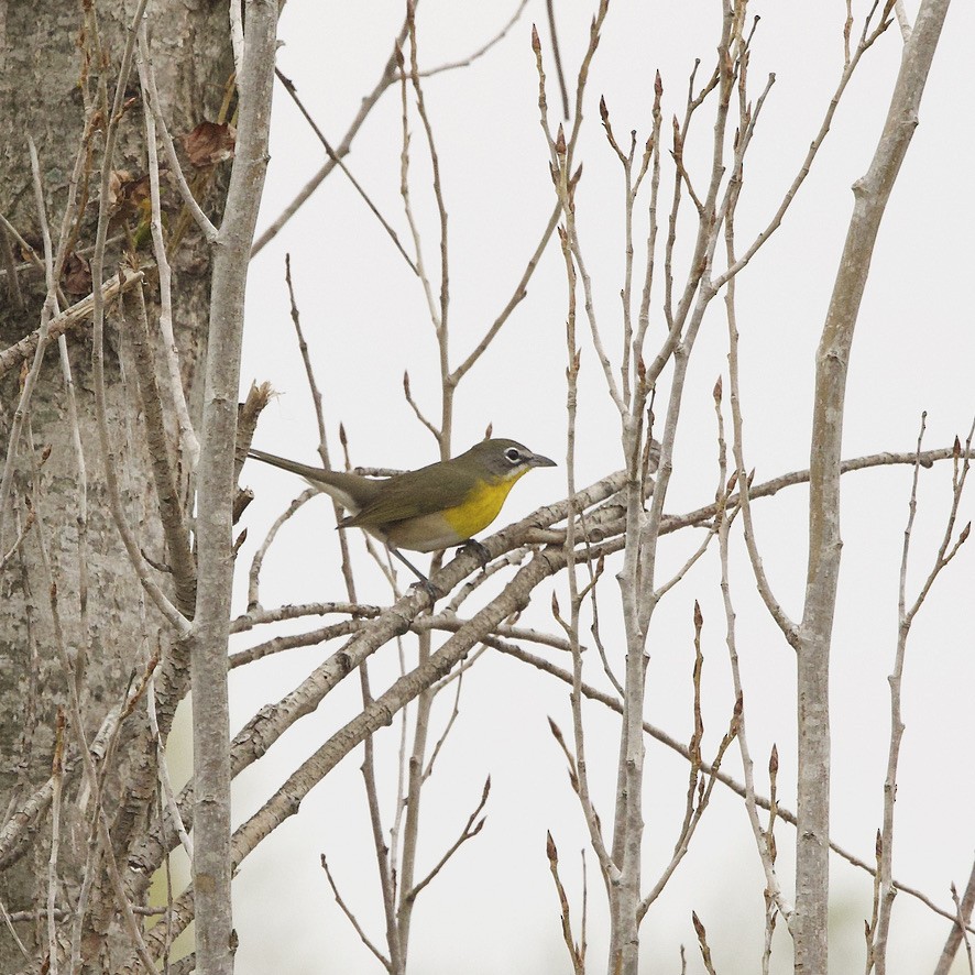 Yellow-breasted Chat - ML559602101